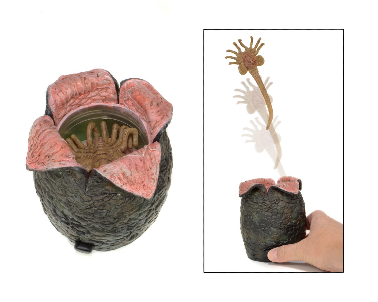 Model Alien egg with launching Facehugger