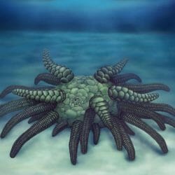 Sollasina cthulhu