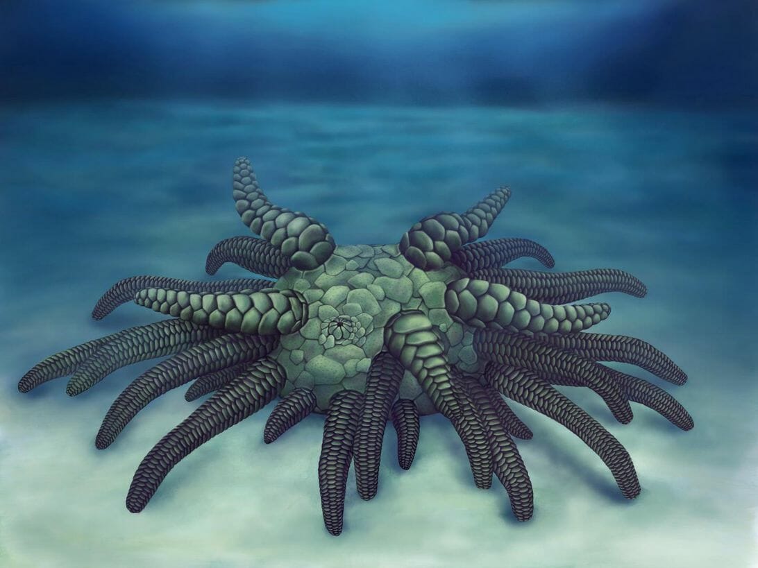 Sollasina cthulhu